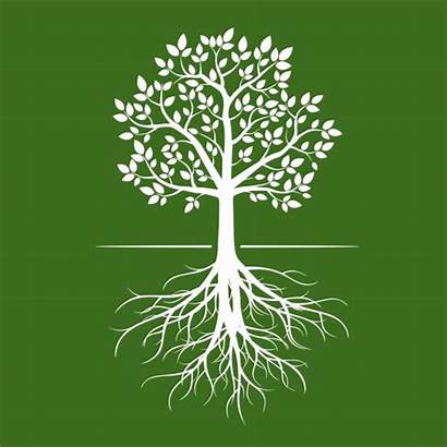 Roots Tree Vector Background Clip Root Illustrations