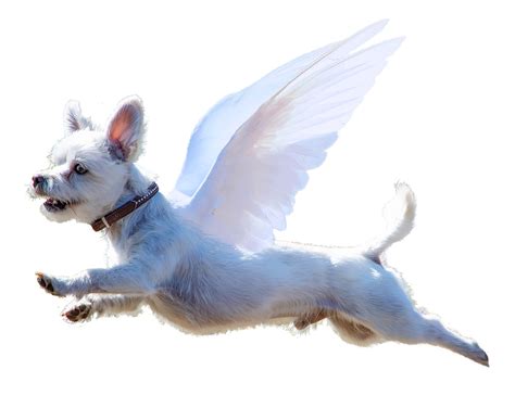 Download Dog Angel Wings Royalty Free Stock Illustration Image Pixabay