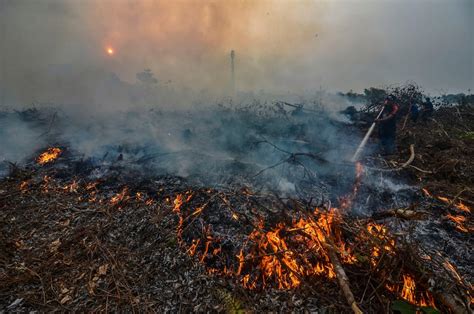 Over the years, forest fires have destroyed much of the natural habitat of indonesia's orangutans and released large amounts of carbon into the atmosphere. Surging Indonesia forest fires further stoke global ...