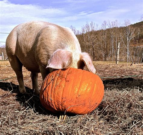 City Slickers Send Pumpkins To Country Pigs Whyy