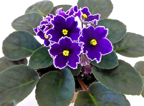 Hawaii Leaf Set Not A Finished Plant African Violets Plants