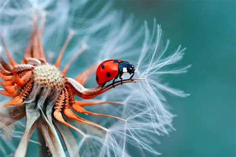 Top 10 Tips And Tricks For Awesome Macro Photography