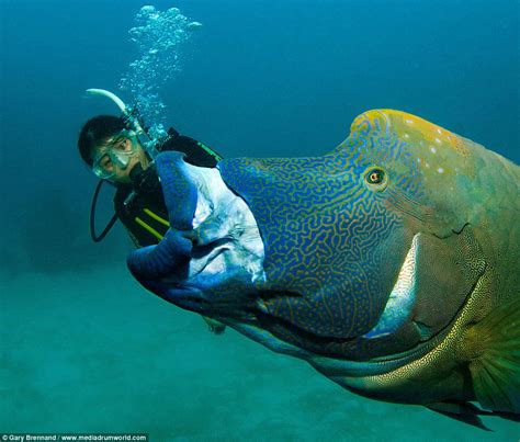 Scuba Divers Create Optical Illusion Of Being Eaten Alive By A Giant Napoleon Wrasse Daily