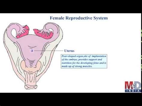 What Is Female Reproductive System Youtube