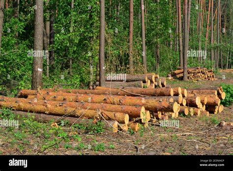 Piles Of Pine Logs Cut Down In A Forest Logging Area As The Evidence