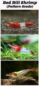 Red Cherry Shrimp Grading With Pictures Shrimp And Snail Breeder