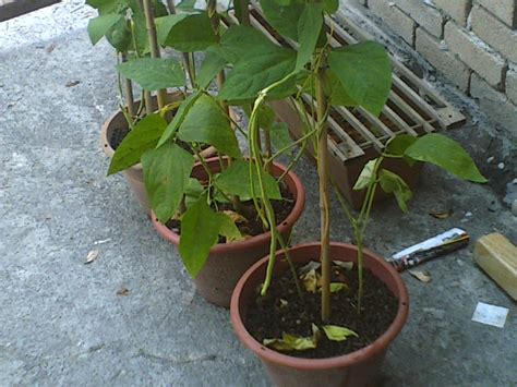 Hanya ada beberapa perkara yang perlu anda teliti untuk memastikan pokok bendi memerlukan saiz pasu yang dalam untuk menampung akar tunjangnya. TanamSendiri.com -- Grow Your Own: Tanam Sendiri ...