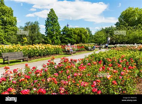 England London Regents Park Queen Marys Gardens Roses Stock Photo