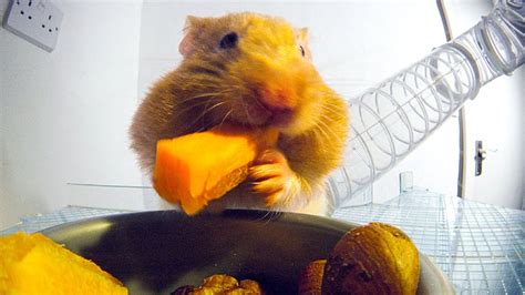This Is How Hamsters Fit So Much Food Inside Their Cheeks Pets Wild