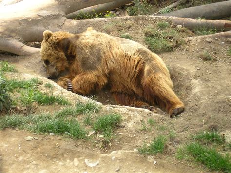 Brown Bear Zoo Predator Free Photo On Pixabay Pixabay