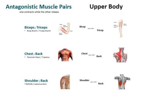 Pin On Exercise Muscle Pairs
