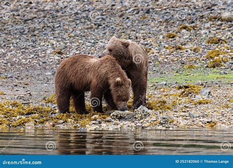 A Dangerous Encountering Two Grizzly Bears On The Coast Of Alaska Are