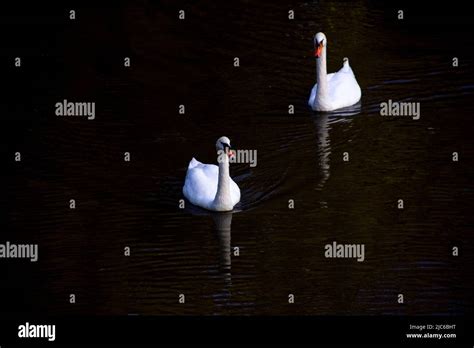 A Dark Moody Portrzit Of Two White Swans Swimming In A Lake The Two