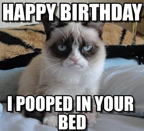 Cat Birthday Memes Grumpy Cat Birthday Funny Happy Birthday Meme Happy Birthday Cat Funny