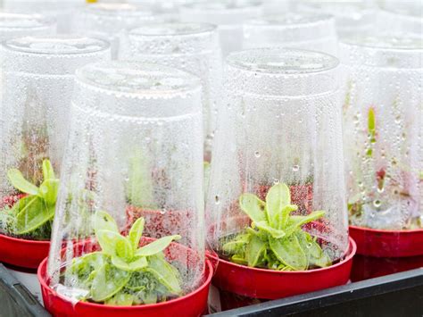 Diy Mini Greenhouse Ideas How To Make A Mini Greenhouse Indoors