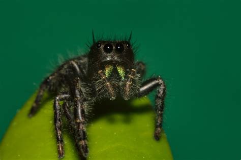 Black Jumping Spider W Green Fangs I Was Lucky Enough To Flickr