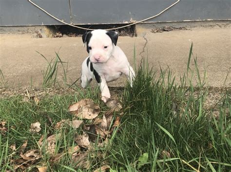 There are three boys available. American Bulldog puppy dog for sale in Sandy, Oregon