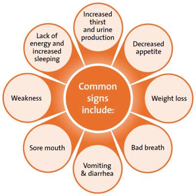 Symptoms develop slowly and in advanced stages include anorexia, nausea, vomiting, stomatitis, dysgeusia. Symptoms of Kidney Failure - InlifeHealthCare