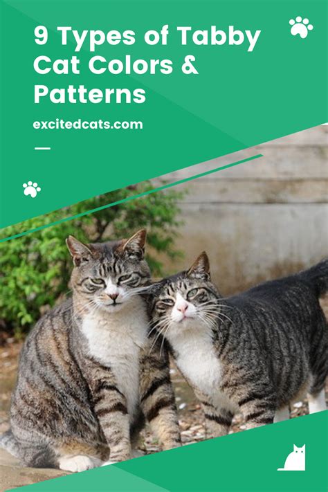 9 Types Of Tabby Cat Colors And Patterns Tabby Cat Cats Cat Colors