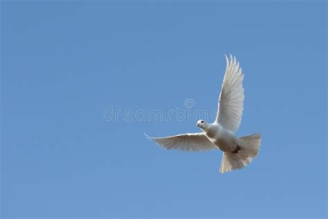 White Dove In Flight Stock Image Image Of Bird View 20244561