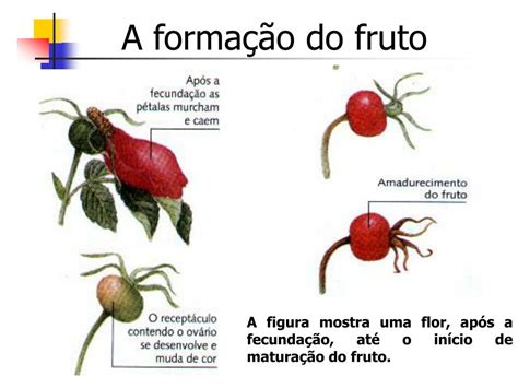 Sustenta Os Galhos As Folhas E Os Frutos