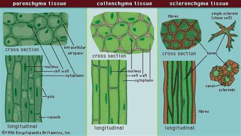 Vascular tissue is a complex conducting tissue, formed of more than one cell type, found in vascular plants. Simple permanent tissues and their types in plants ...