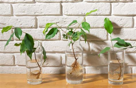The Easiest Way To Propagate Plants From Cuttings Southern Living