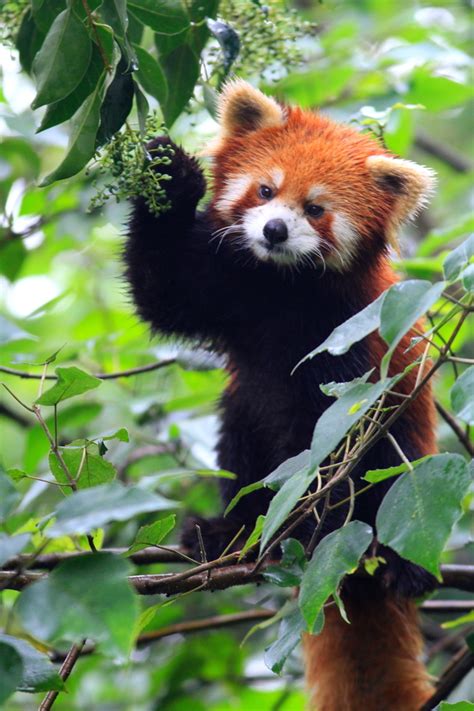 Red Panda In China A Little Red In The Face