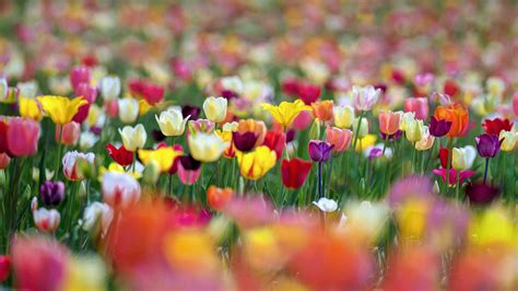 Colorful Spring Tulip Flowers In Blur Background Hd