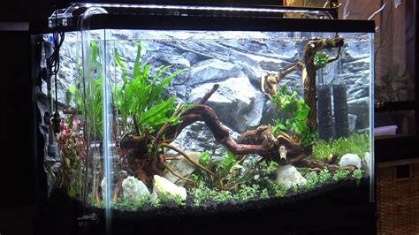 29 Gallon Freshwater Planted Aquarium Aquascaping And Setup 29g