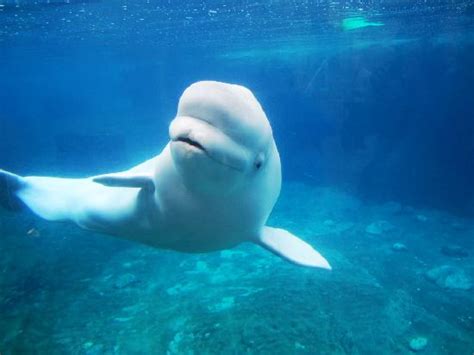 Beluga Whale Picture Of Mystic Aquarium Mystic Tripadvisor