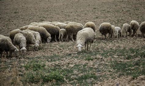 Sheep Grazing Field Stock Photo Image Of Grazing Australian 168323548