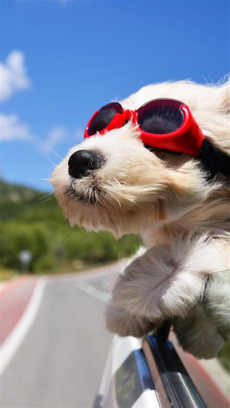 wallpaper dog puppy road funny glasses hair sky nature animals