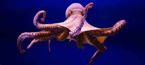 38 Amazing Octopus Facts And Trivia Fact Retriever