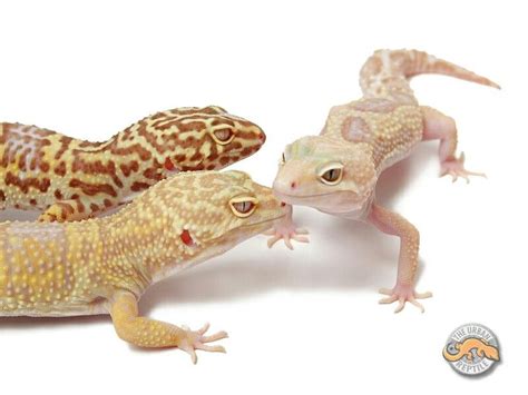 She also has many beautiful bell snows, super snow bells, striped bells, and bell hybinos. Leopard gecko albinos: Bell, Tremper and Rainwater ...