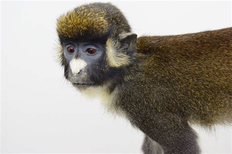 Taxidermy Spot Nosed Guenon Monkey Bespoke Taxidermy