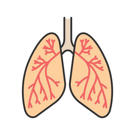 Human Lungs With Bronchi And Bronchioles Color Icon Respiratory System