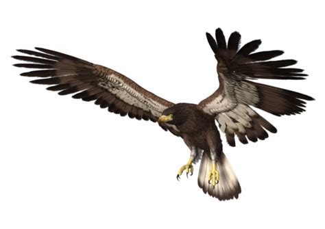 Eagle Landing Birds Of Prey Landing Freedom Wing Png Transparent