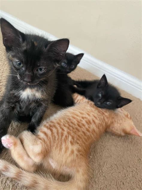 Update On Those Kittens Me And My Girlfriend Were Fostering We Only
