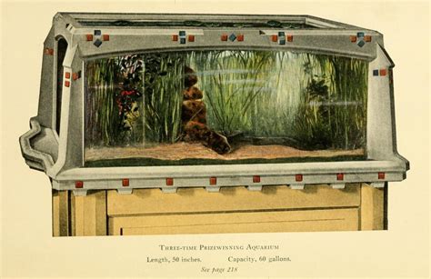 Prize Winning Vintage Aquarium Aquarium Antique Postcard Vintage