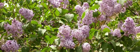 39 Lilac Bushes Wallpaper