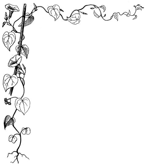 Let's learn how to draw a morning glory step by step easy for beginners. Morning Glory | ClipArt ETC