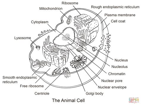 Animal Cell Sketch At Explore Collection Of Animal