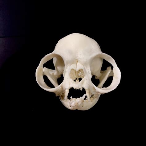 Extreme Brachycephalic Persian Cat Skull Replica