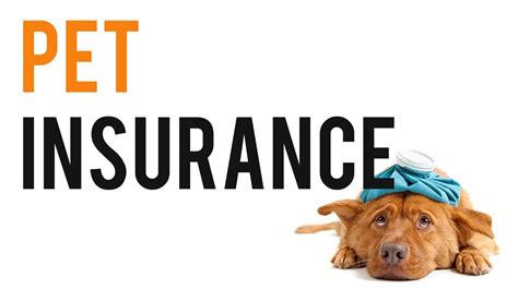 Pet Insurance Compare Pet Insurance Youtube