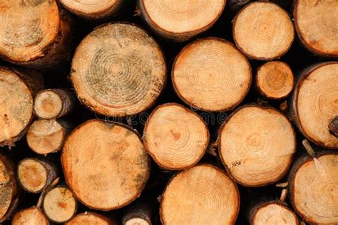 Closeup Of Logs Of Trees In Nature Stock Image Image Of Tree Timber