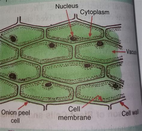 Diagram Labeled Onion Cell Diagram Mydiagramonline