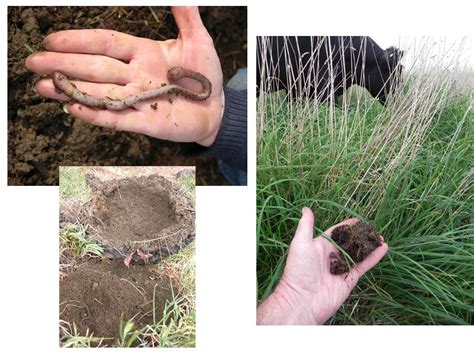 The soil food web is the community of organisms living all or part of their lives in the soil. The food web and soil health
