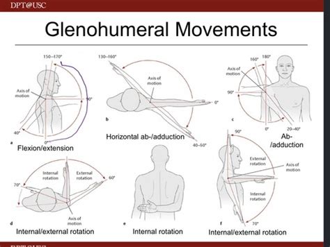 Unit 8 Anatomy Glenohumeral Joint Articulations And Movements