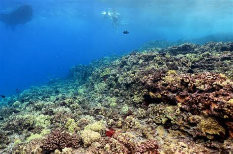Should You Snorkel Or Scuba Dive In Molokini Crater Hawaii